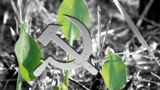 Kerap Dikaitkan dengan PKI, Genjer Ternyata Bermanfaat Bagi Tubuh