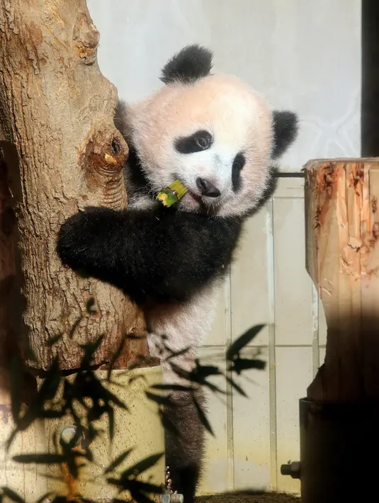 Panda Xiang Xiang berada di batang pohon sambil memakan bambu di kandangnya di Kebun Binatang Ueno di Tokyo, Jepang (18/12). Xiang Xiang yang lahir 6 bulan yang lalu di Jepang mulai diperlihatkan pada tanggal 18 Desember 2017. (AFP Photo/Yoshikazu Tsuno)