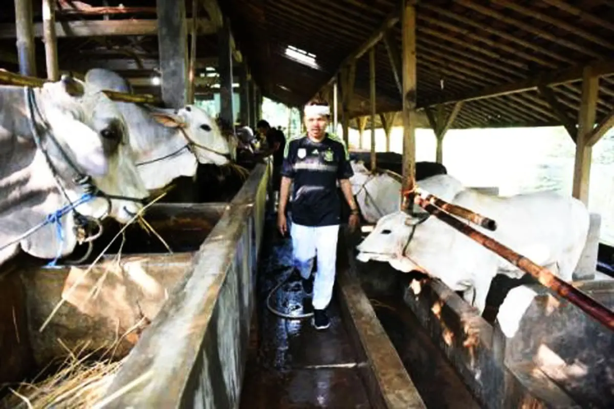 Izin Impor Sapi