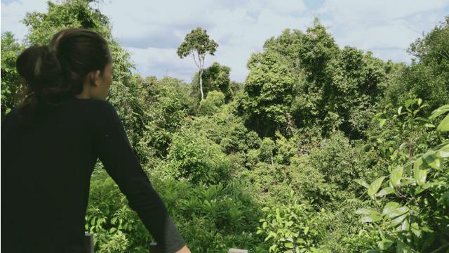 Jenis-jenis Hutan di Indonesia