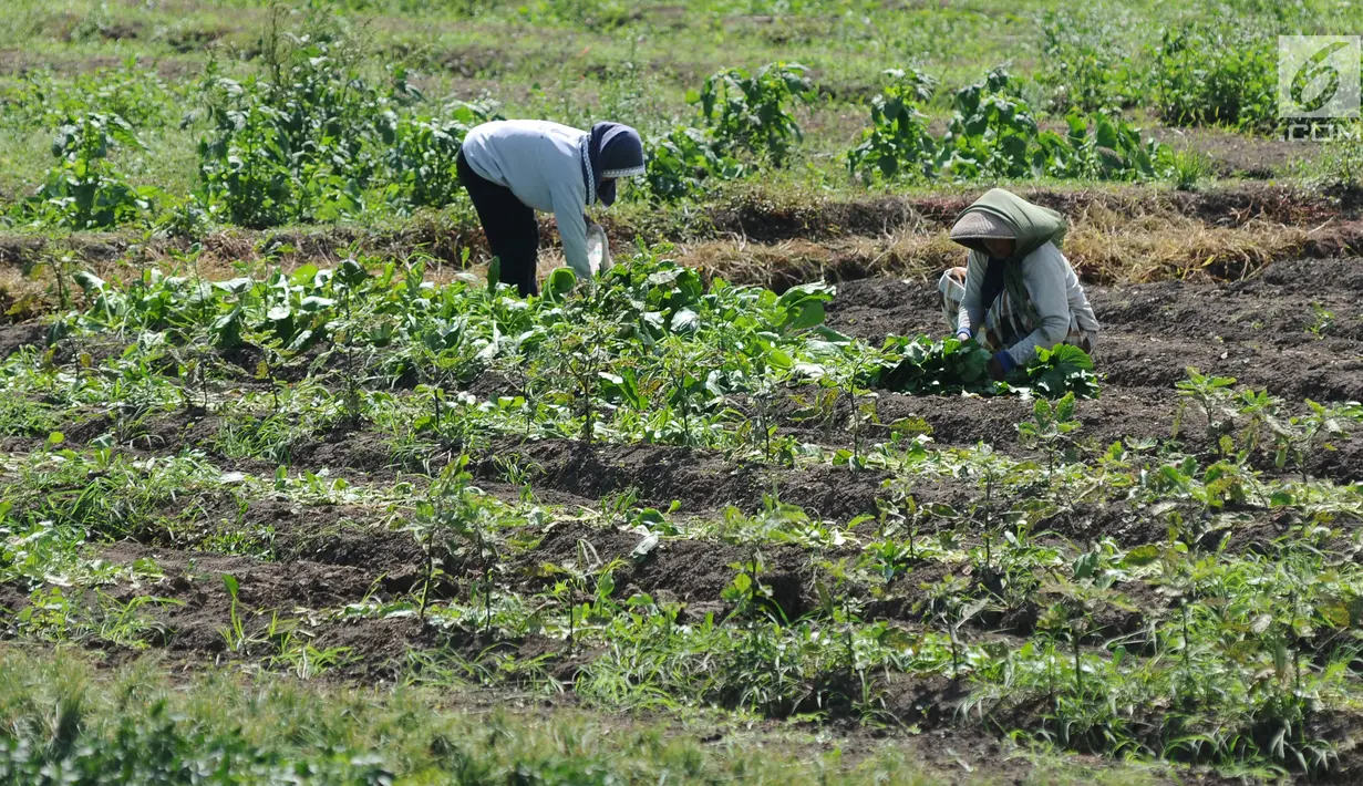 Petani beraktivitas di lahan pertanian garapan di Gentong, Wanasari, Kab Brebes, Jawa Tengah, Sabtu (23/12). Petani mengeluhkan harga bawang merah yang sedang turun karena kualitas yang jelek akibat pengaruh cuaca. (Liputan6.com/Helmi Fithriansyah)