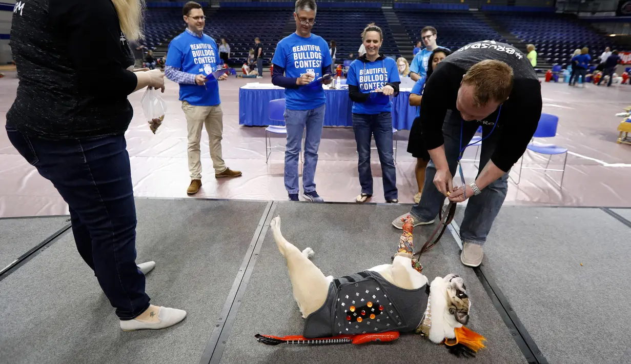 Bulldog bernama Brutus berpose pura-pura mati saat dinilai juri dalam kontes Drake Relays Beautiful Bulldog ke-38 di Des Moines, Iowa (23/4). Dalam kontes ini bulldog mengenakan aneka kostum yang unk. (AP Photo / Charlie Neibergall)