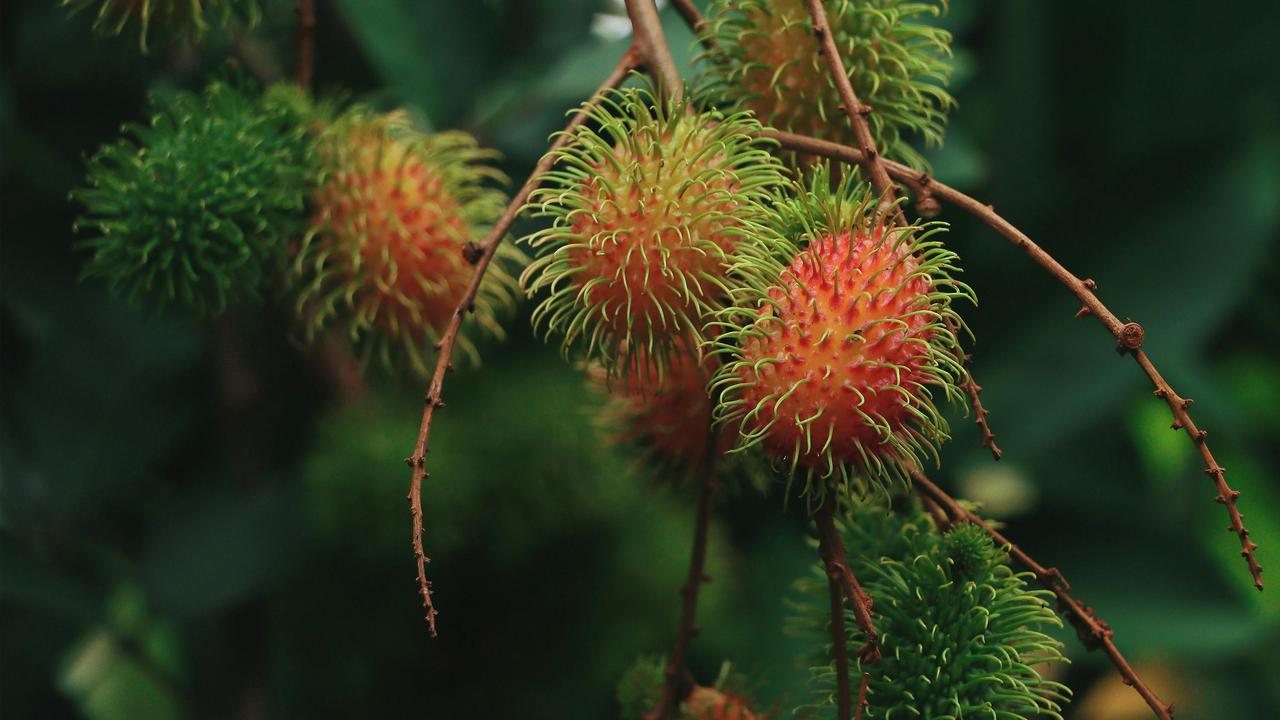 Pohon Rambutan, Tanaman Buah yang Tidak Boleh Ditanam di Depan Rumah