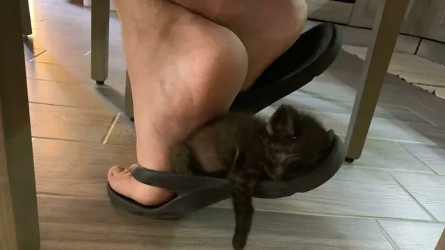 10 Tingkah Unik Kucing yang Bikin Nggak Habis Pikir