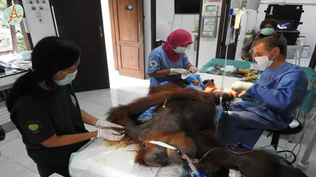 Orang Utan