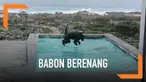 Seorang warga di Afrika Selatan dikejutkan dengan munculnya sepasang babon di kolam renang rumahnya. Lucunya, para babon tersebut begitu asik bermain di kolam. Salah satu aktivitas yang dilakukannya adalah berenang.