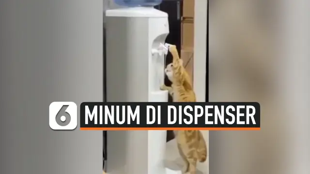 VIDEO: Kelakuan Ajaib Kucing, Ambil Minum Sendiri di Dispenser