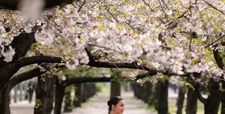 Berada di Jepang untuk membawakan tarian tradisional Indonesia, Ariel tak menyia-nyiakan momen langka saat bunga sakura bermekaran penuh, bertepatan dengan fase bulan purnama yang memperindah suasana musim semi di Osaka Castle. [@arieltatum].