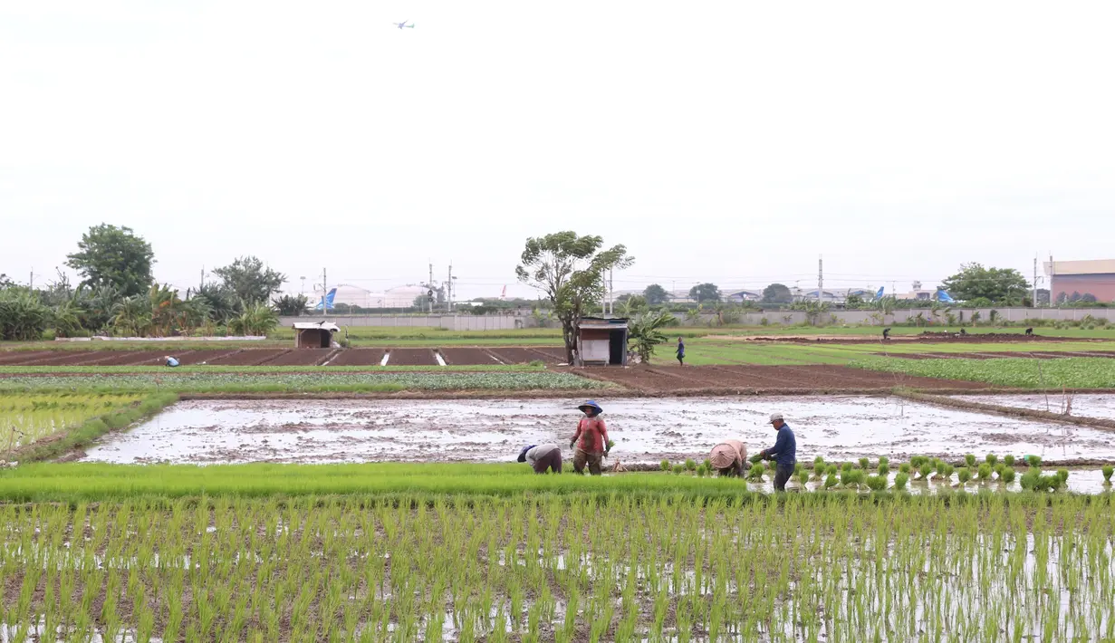 Petani menanam padi di persawahan di kawasan Tangerang, Kamis (3/12/2020). Kementerian Pertanian menargetkan pada musim tanam pertama 2020-2021 penanaman padi mencapai seluas 8,2 juta hektare menghasilkan 20 juta ton beras. (Liputan6.com/Angga Yuniar)