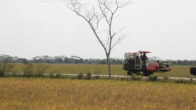 DPR RI Kunjungan Ke Food Estate Kalteng, Ini yang Disampaikan oleh Petani