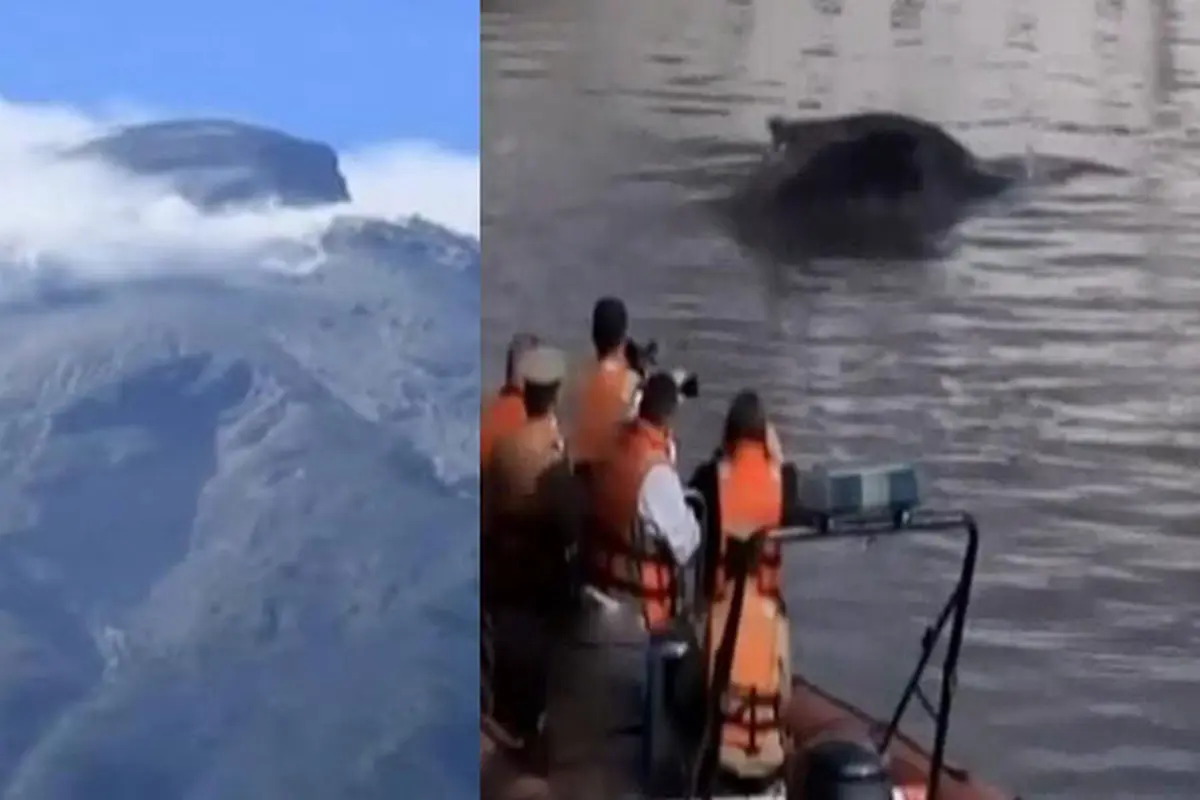 Gunung Gamalama Erupsi hingga Penampakkan Paus di Pemukiman Mewah
