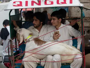 Warga membawa hewan kurban dengan becak yang mereka beli dari pasar menjelang Hari Raya Idul Adha di Islamabad, Pakistan, (25/8). Umat Muslim dari seluruh dunia sedang mempersiapkan menyambut Idul Adha 1438 H. (AP Photo / B.K. Bangash)