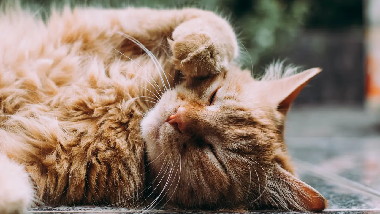 Scabies Kucing - Vania