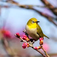 Ilustrasi Burung Credit: unsplash.com/Hans