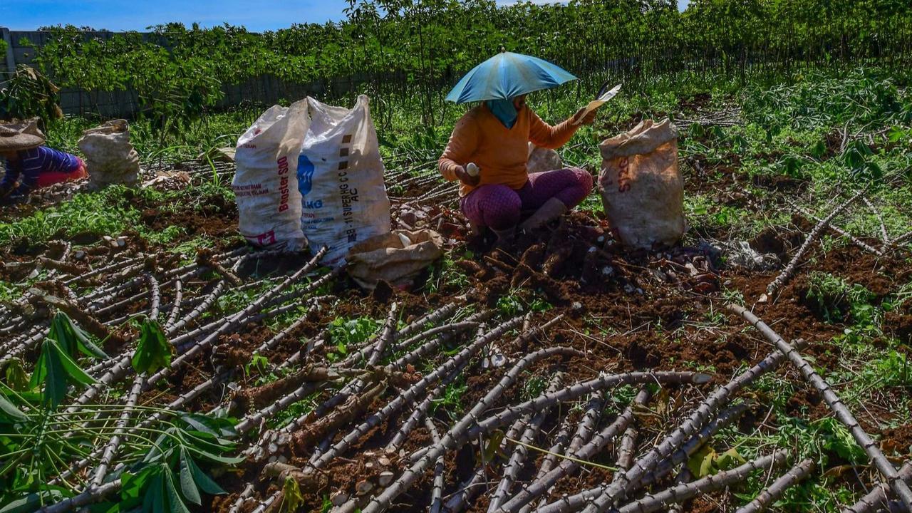 Petani Keluhkan Harga Singkong Anjlok, Pemerintah Bakal Larang Impor