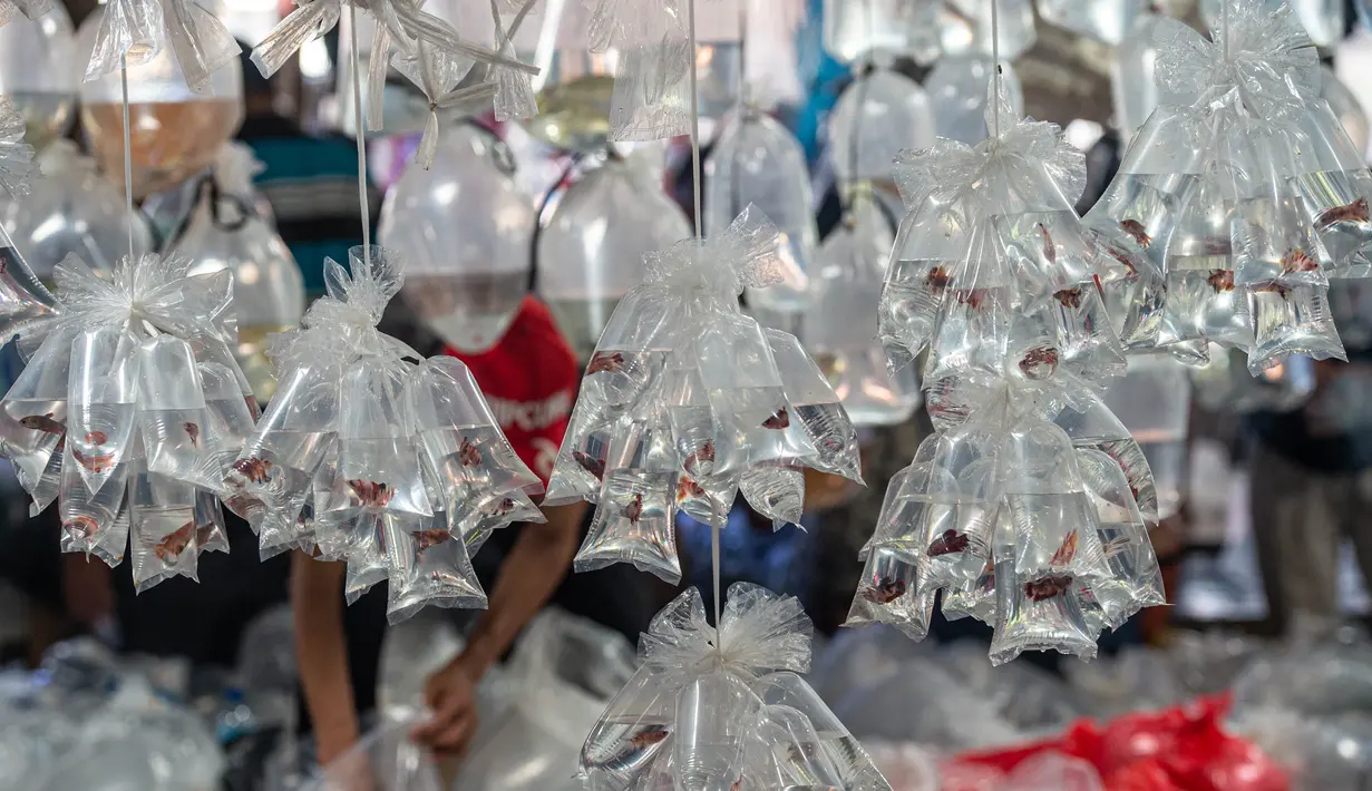 Beragam ikan cupang dijual di pasar ikan hias Parung di Bogor, Provinsi Jawa Barat, pada 5 November 2020. Pasar ikan hias Parung merupakan pasar ikan hias terbesar di Indonesia. (Xinhua/Veri Sanovri)