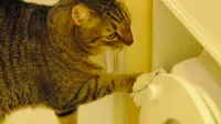 Ini.. adalah kesempurnaan nyata. Kucing pintar ini bisa menyiram toilet sendiri, kamu?