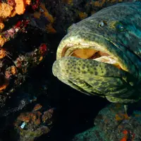 Ikan raksasa ini sanggup menelan seekor hiu!