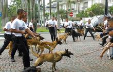 Hendropriyono Siap Pinjamkan Anjing Terlatih Bantu Pengamanan 22 Mei