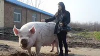 Seekor babi berbobot 750 kg