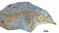 Fosil reptil laut 'naga laut' yang ditemukan di museum Hanover. (Dean Lomax)