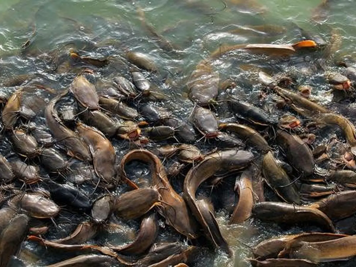Arti Mimpi dapat Ikan Banyak, Benarkah Pertanda Kabar Baik