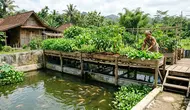 7 Cara Membuat Kebun Sayur di Atas Kolam Ikan, Sistem Aquaponik yang Efisien