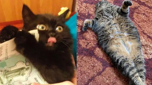 10 Tingkah Lucu Kucing Diluar Dugaan Manusia.