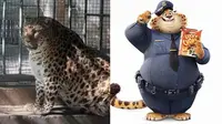 Mirip Karakter Animasi, Kebun Binatang Ini Jalankan Program Diet untuk Macan Tutul Obesitas (sumber: Oddity Central)