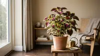 10 Tanaman Hias untuk Orang yang Mudah Bosan, Bikin Hobi Berkebun Jadi Lebih Seru