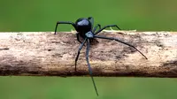 seorang wanita di Amerika kritis setelah didigit laba-laba beracun yang bersembunyi di buah anggur. 