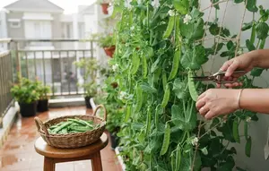 Cara Menanam Kacang Kapri di Balkon dengan Rambatan Vertikal yang Melimpah