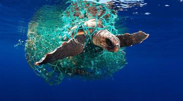 Hasil Jepretan Memukau Fotografi Bawah Air Terbaik 2019 (sumber: underwaterphotographeroftheyear)