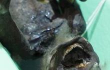 Misteri Mumi 'Putri Duyung' dari Jepang Akhirnya Terungkap, Hasil Pemindaiannya Mencengangkan