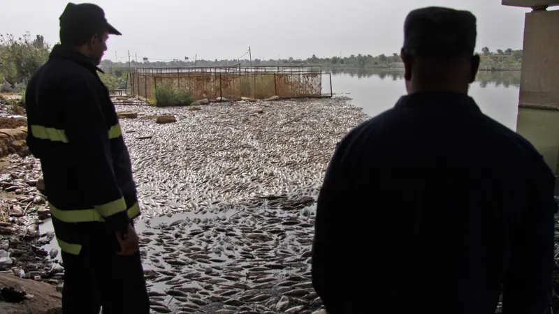 Ikan Mati di sungai Irak