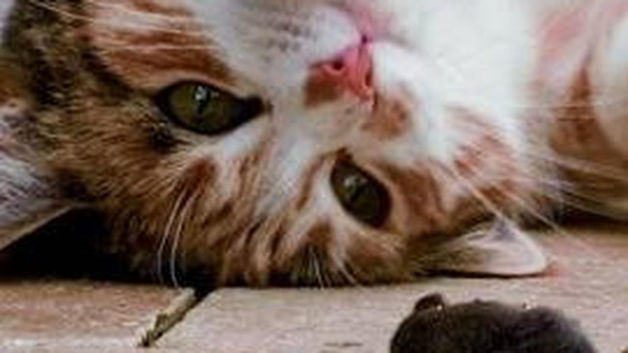 Nama Kucing Bahasa Jepang <br>