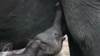 Seekor bayi gajah yang baru lahir menyusu dari induk betina yang bernama Dita di Pusat Latihan Gajah (PLG) Waykambas, Lampung Timur, Selasa (11/10). (Regina Safri)