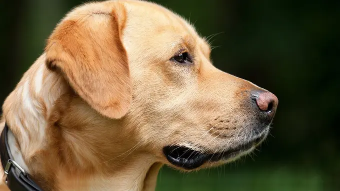 Ilustrasi Anjing Labrador