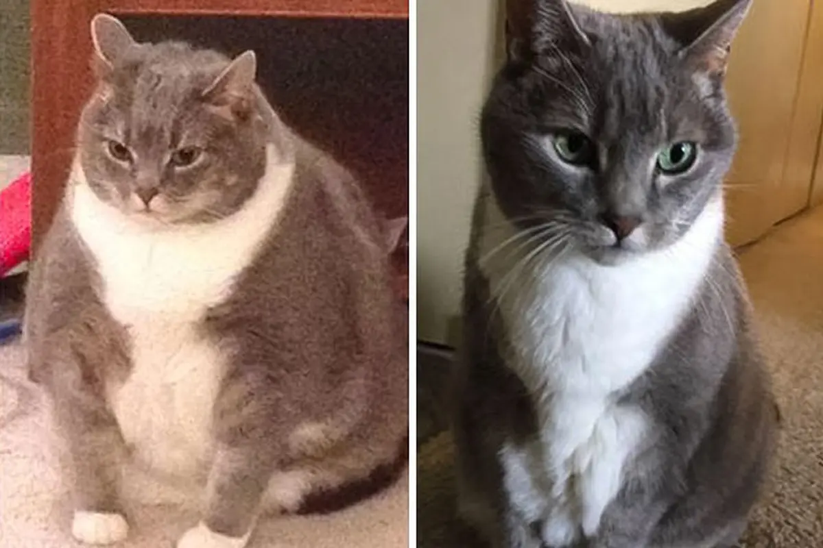 8 Potret Keren Transformasi Kucing Obesitas jadi Kurus