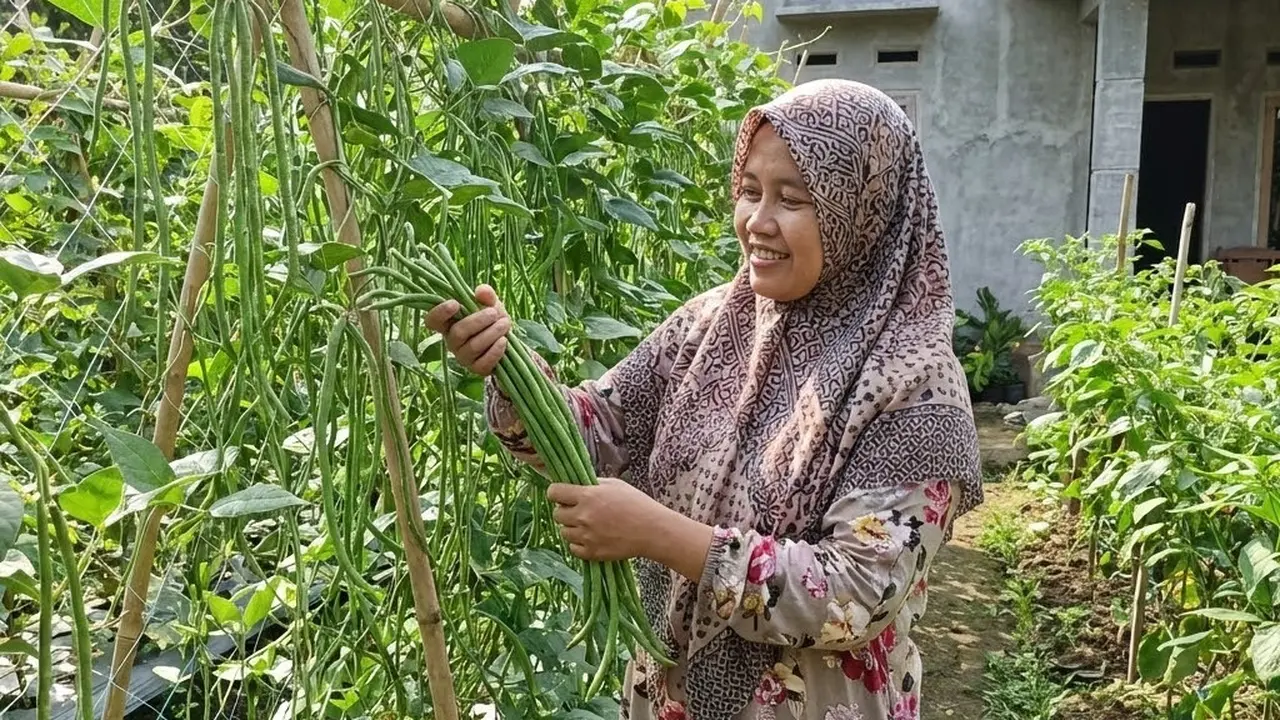 Panen kacang panjang