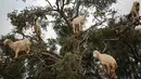 Kambing pemanjat pohon memakan Argania Spinosa, yang dikenal sebagai pohon Argan, di Essaouira, Maroko, Rabu (4/4). Setiap tahun, Argan memasuki musim berbuah sekitar bulan Juli dan sekawanan kambing akan langsung menyerbu pohon Argan (AP/Mosa'ab Elshamy)