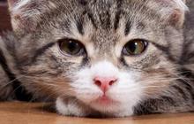 200 Nama kucing Lucu dan Menggemaskan, Cocok untuk Anabul Kesayangan