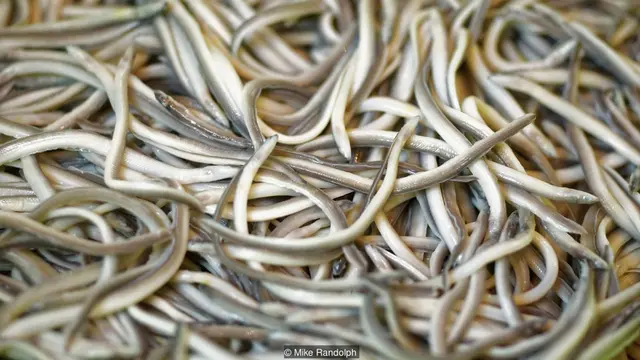 Legend has it that angulas were once so unappreciated that they were fed to chickens and pigs (Credit: Mike Randolph)