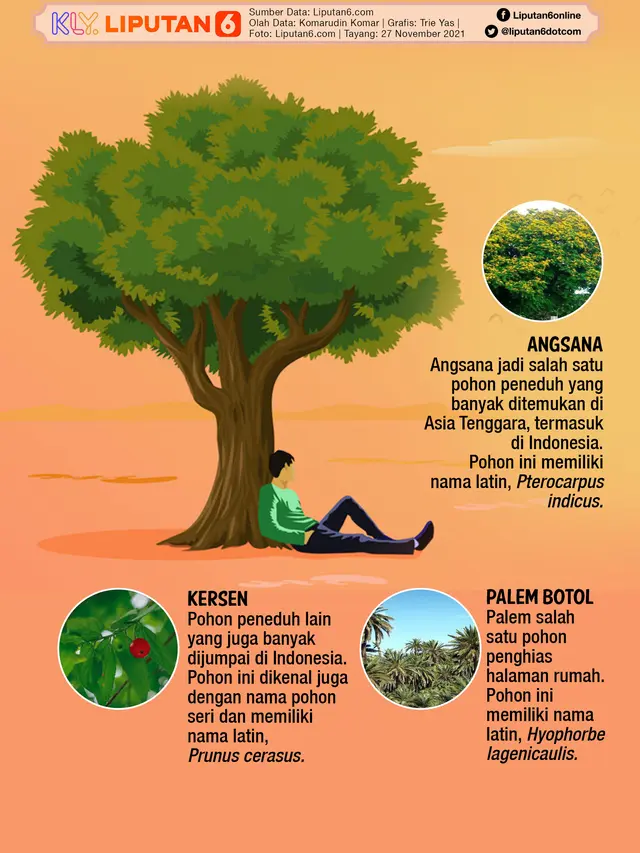 7 Pohon Peneduh dan Nama Latinnya