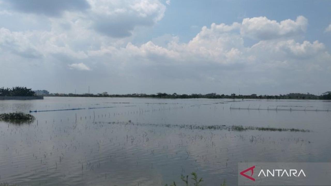 Pemkab Demak Salurkan Bantuan Padi Puso untuk 278 Hektare Lahan Terdampak Banjir
