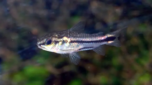 Pygmy Corydoras