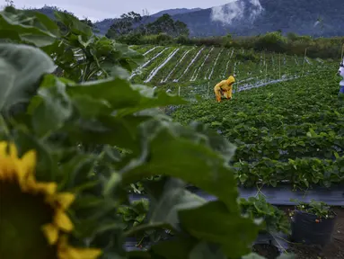 Turis mengumpulkan buah stroberi di pertanian dataran tinggi di Bener Meriah, provinsi Aceh tengah (1/9/2019). Kabupaten Bener Meriah menyimpan potensi agrowisata yang mempesona. Daerah di dataran tinggi Gayo ini terdapat salah satu agrowisata kebun stroberi. (AFP Photo/Chaideer Mahyuddin)