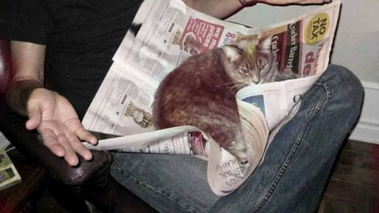 Para Kucing Ini Tidak Akan Biarkan Tuannya Membaca dengan Tenang