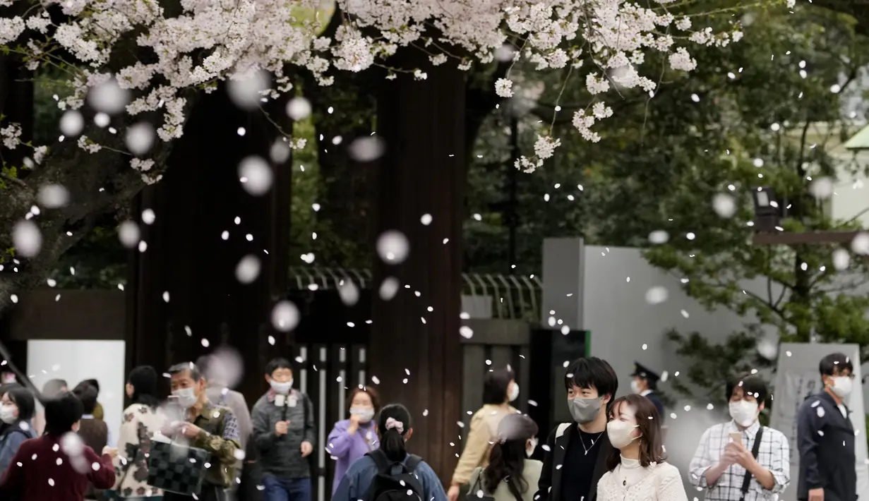 Pengunjung berjalan-jalan di bawah pancuran bunga sakura yang mekar penuh di kuil shinto di Tokyo, Kamis (31/3/2022). (AP Photo/Shuji Kajiyama)