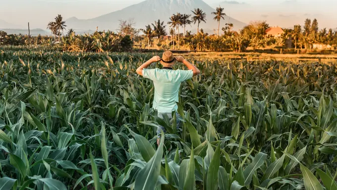 Kisah Guru SD Banting Setir Jadi Petani Cabai, Untung Ratusan Juta hingga Bisa Beli Motor Harley